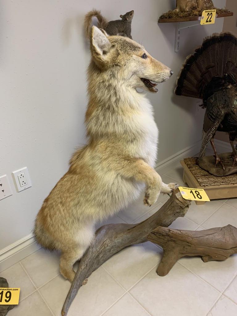 COYOTE TAXIDERMY MOUNT ON DRIFTWOOD, 42"x43"H