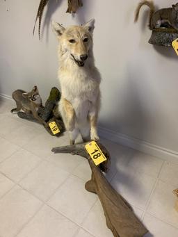 COYOTE TAXIDERMY MOUNT ON DRIFTWOOD, 42"x43"H