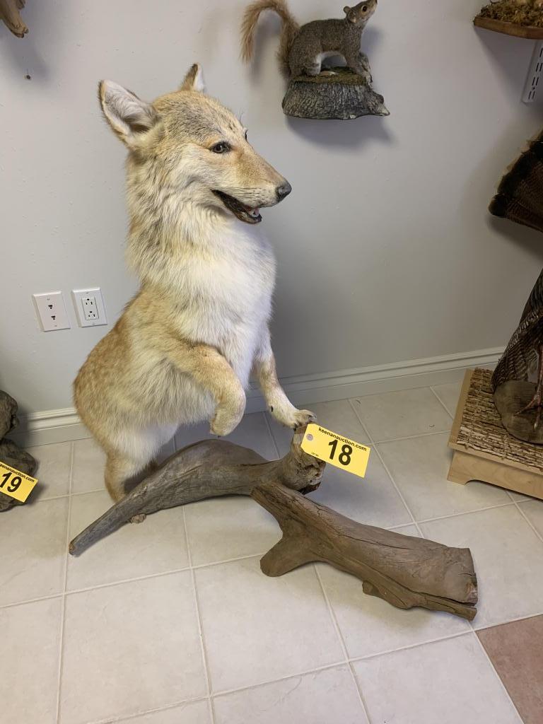 COYOTE TAXIDERMY MOUNT ON DRIFTWOOD, 42"x43"H