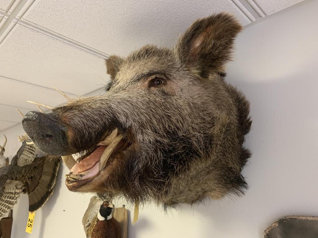 RUSSIAN BOAR HEAD TAXIDERMY MOUNT