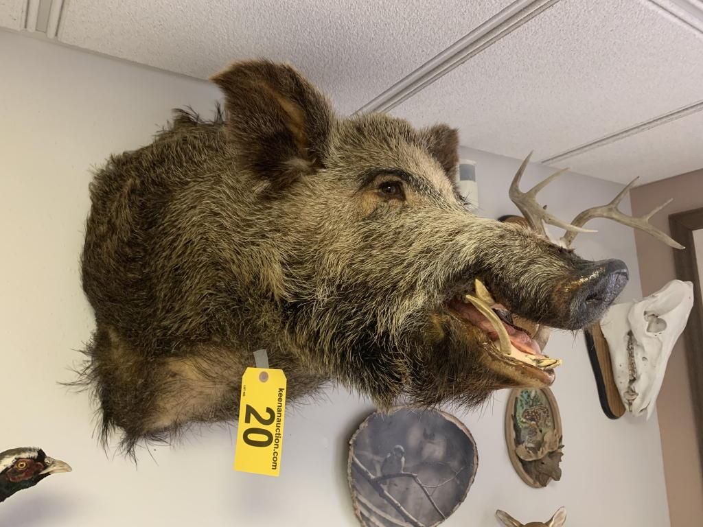 RUSSIAN BOAR HEAD TAXIDERMY MOUNT