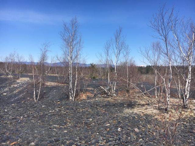 55+/-AC - 500,000+/-Tons Slate Aggregate Woodlands