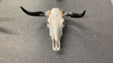 Cattle Skull