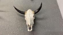 Cattle Skull