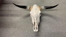 Cattle Skull