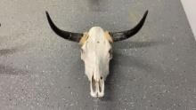 Cattle Skull