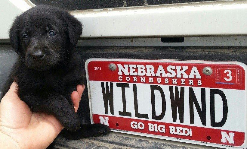 British Lab Puppy from Top British Field Trial Champion Pedigree- Your pick of the future litter!