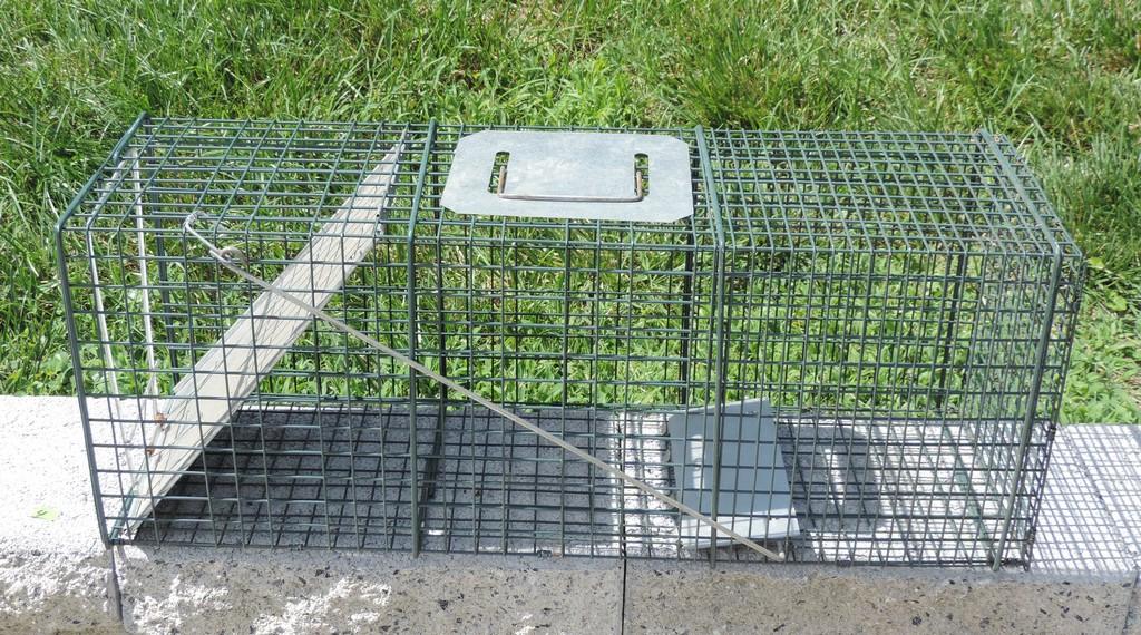 Metal Live Varmint Trap