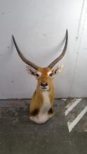 Lechwe Mount