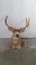 California Mule Deer Mount