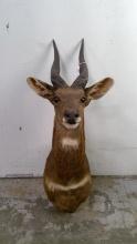 Cape Bushbuck Mount