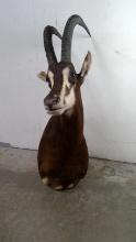 Sable Antelope Mount