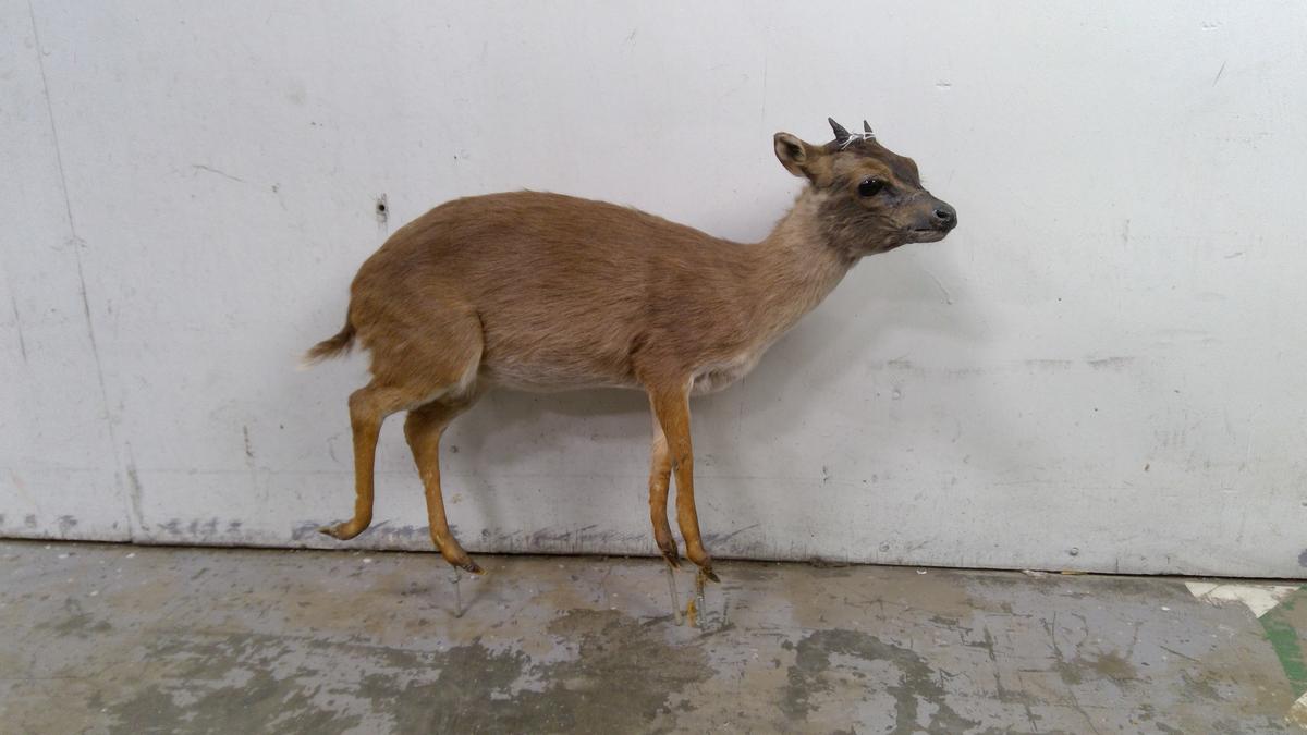 Royal Antelope Mount, No Base