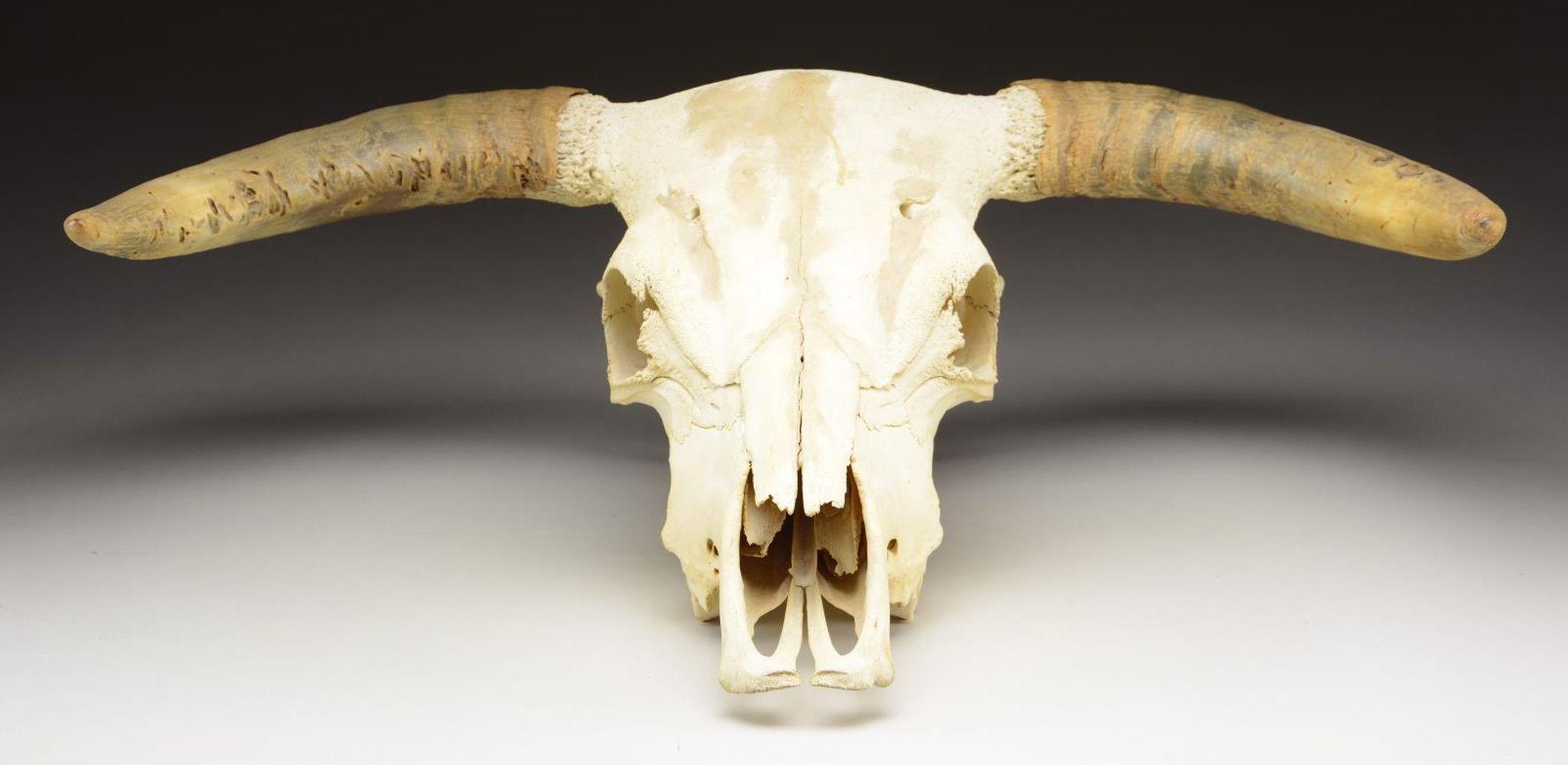 SUN BLEACHED COW SKULL WITH HORNS.