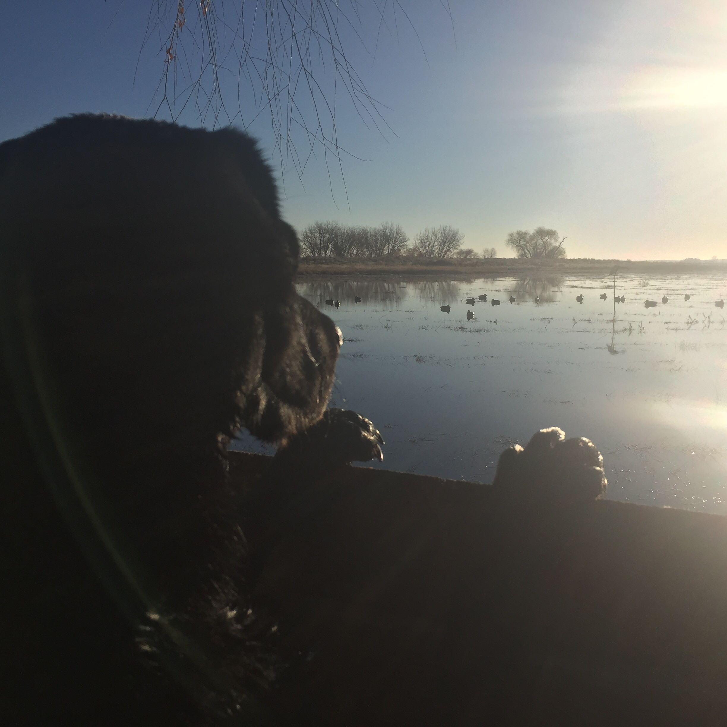 South Platte River Duck Hunt in the Golden Triangle of Colorado with Dale Maddox