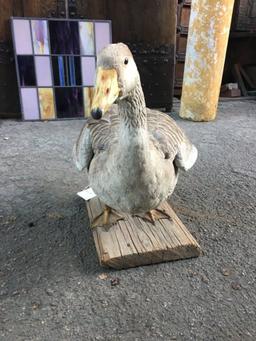 Taxidermy Goose On Wood Stand