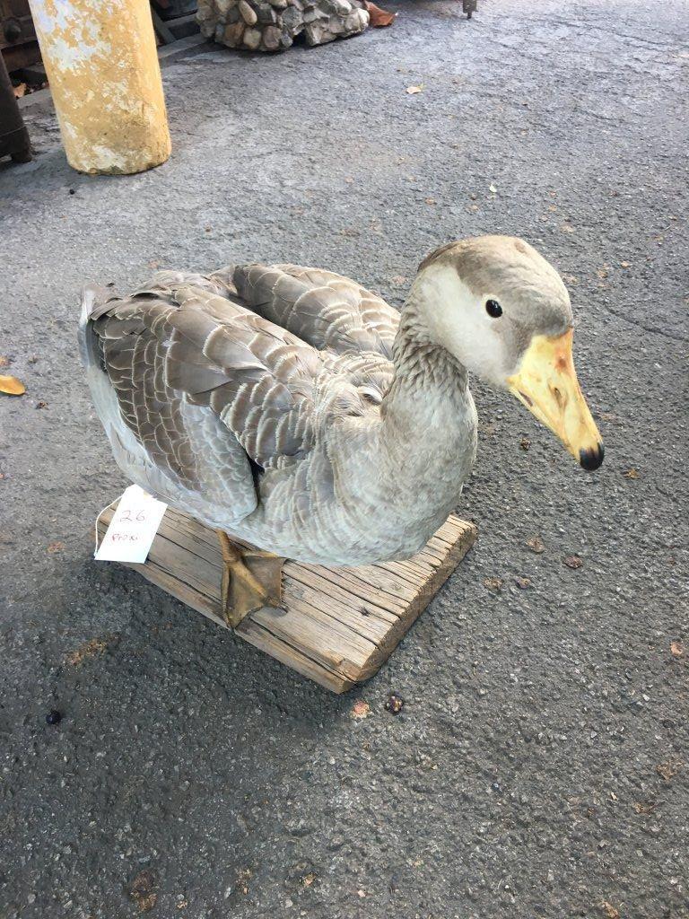 Taxidermy Goose On Wood Stand