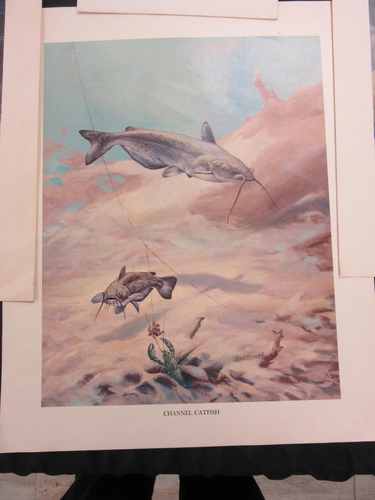 Lot of 5 Wildlife Fish Portraits by Bob Hines