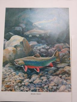 Lot of 5 Wildlife Fish Portraits by Bob Hines