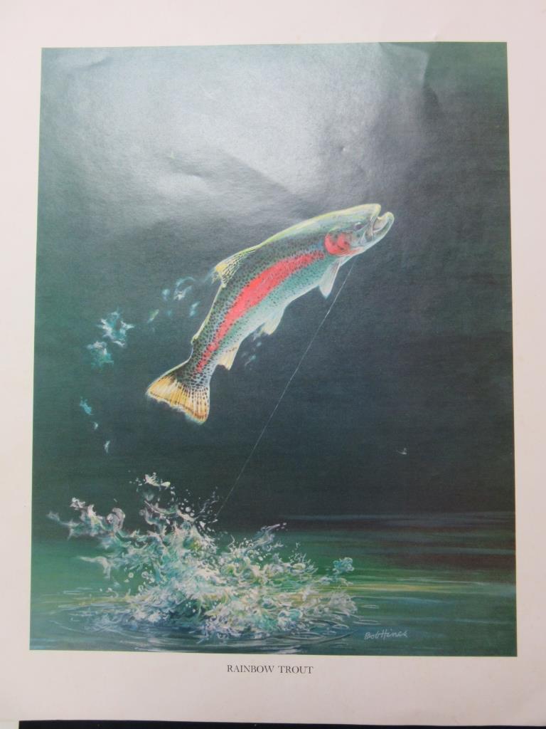 Lot of 5 Wildlife Fish Portraits by Bob Hines