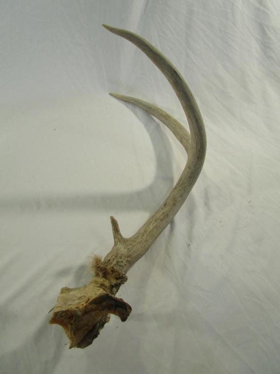 Deer Antler