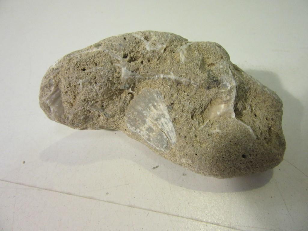 Lot of 2 Stones w/ Petrified Shells Inside
