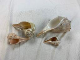 Lot of 4 Sea Shells