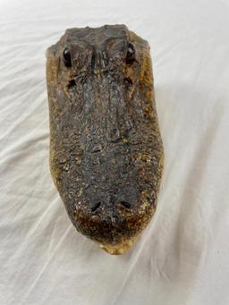 Genuine preserved alligator head with glass eyes 8.5"