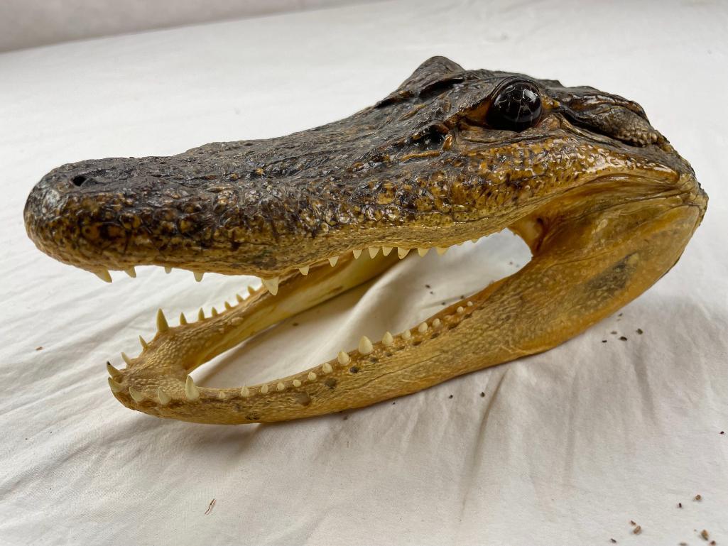 Genuine preserved alligator head with glass eyes 8.5"