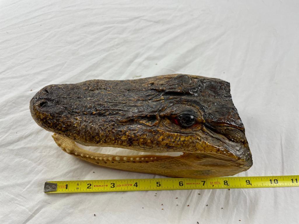 Genuine preserved alligator head with glass eyes 8.5"