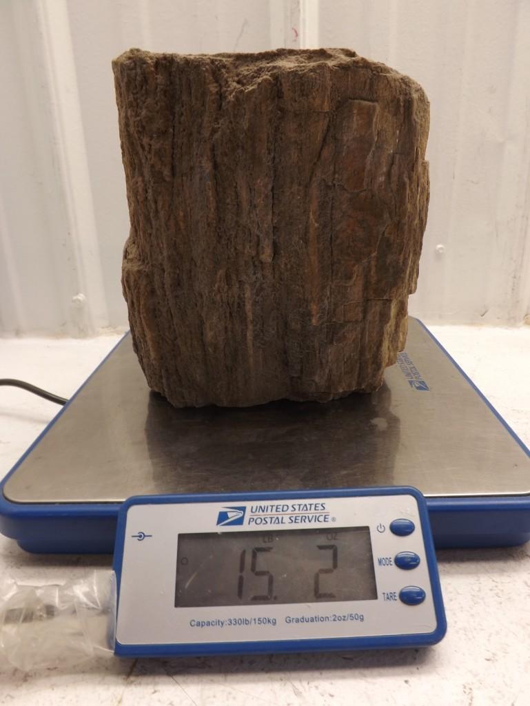 Natural Petrified Wood Log 15 LBs