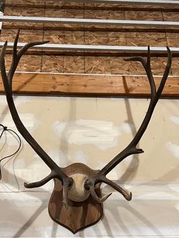 Large 10 point Elk Antler Mount