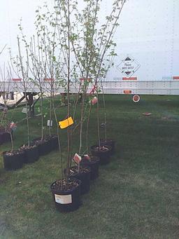 (5) Mixed Fruit & Shade Trees