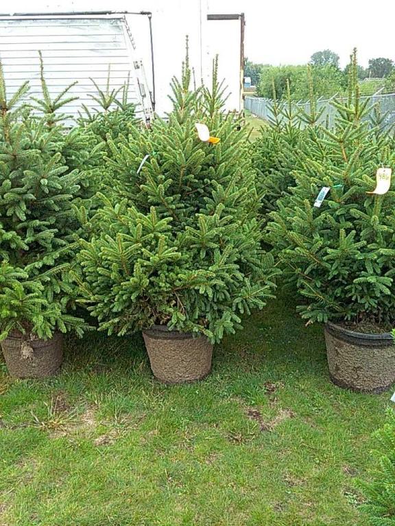 (5) Meyer Spruce Trees