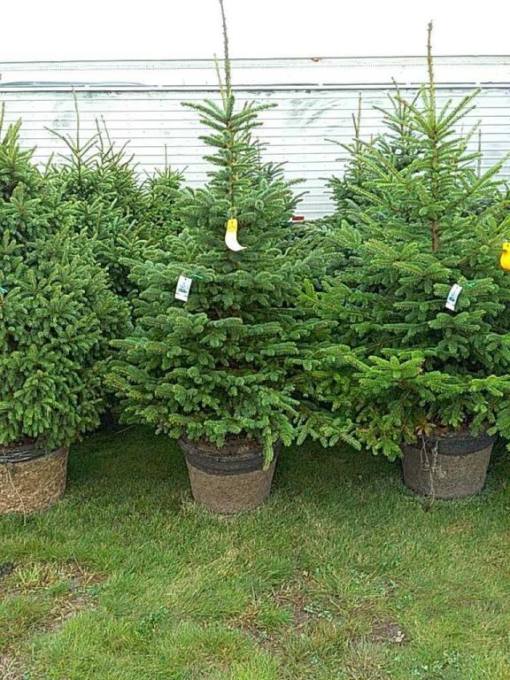 (5) Colorado Blue Spruce Trees/