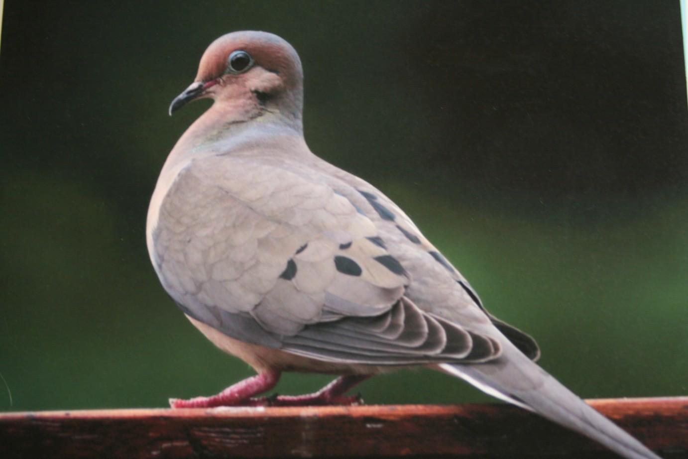 (8) Solo Birds Photographs on Foamboard