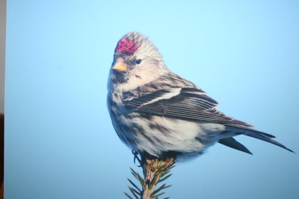 (8) Solo Birds Photographs on Foamboard