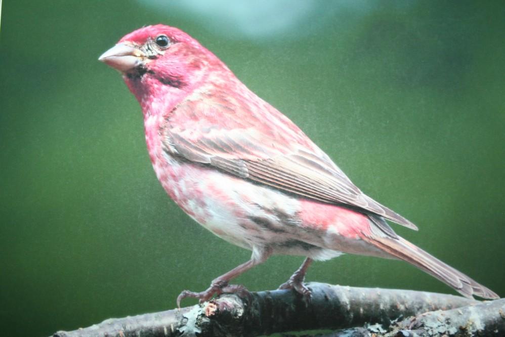 (8) Solo Birds Photographs on Foamboard