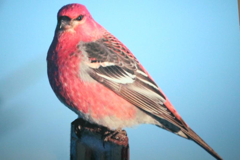 (8) Solo Birds Photographs on Foamboard