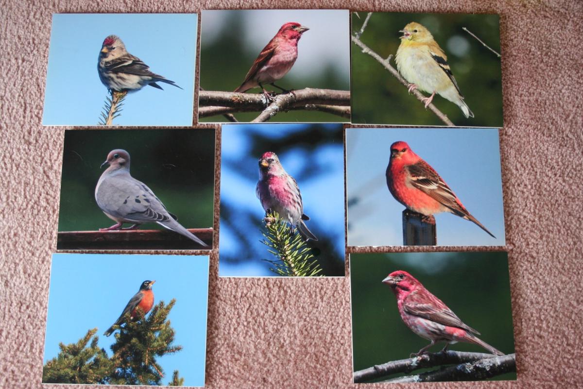 (8) Solo Birds Photographs on Foamboard