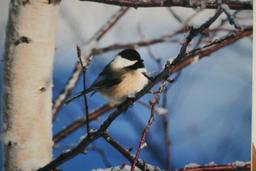 (3) Birds In Winter Photographs on Foamboard