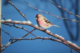 (3) Birds In Winter Photographs on Foamboard