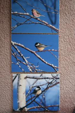 (3) Birds In Winter Photographs on Foamboard