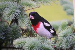 (8) Birds in Trees Photographs on Foamboard