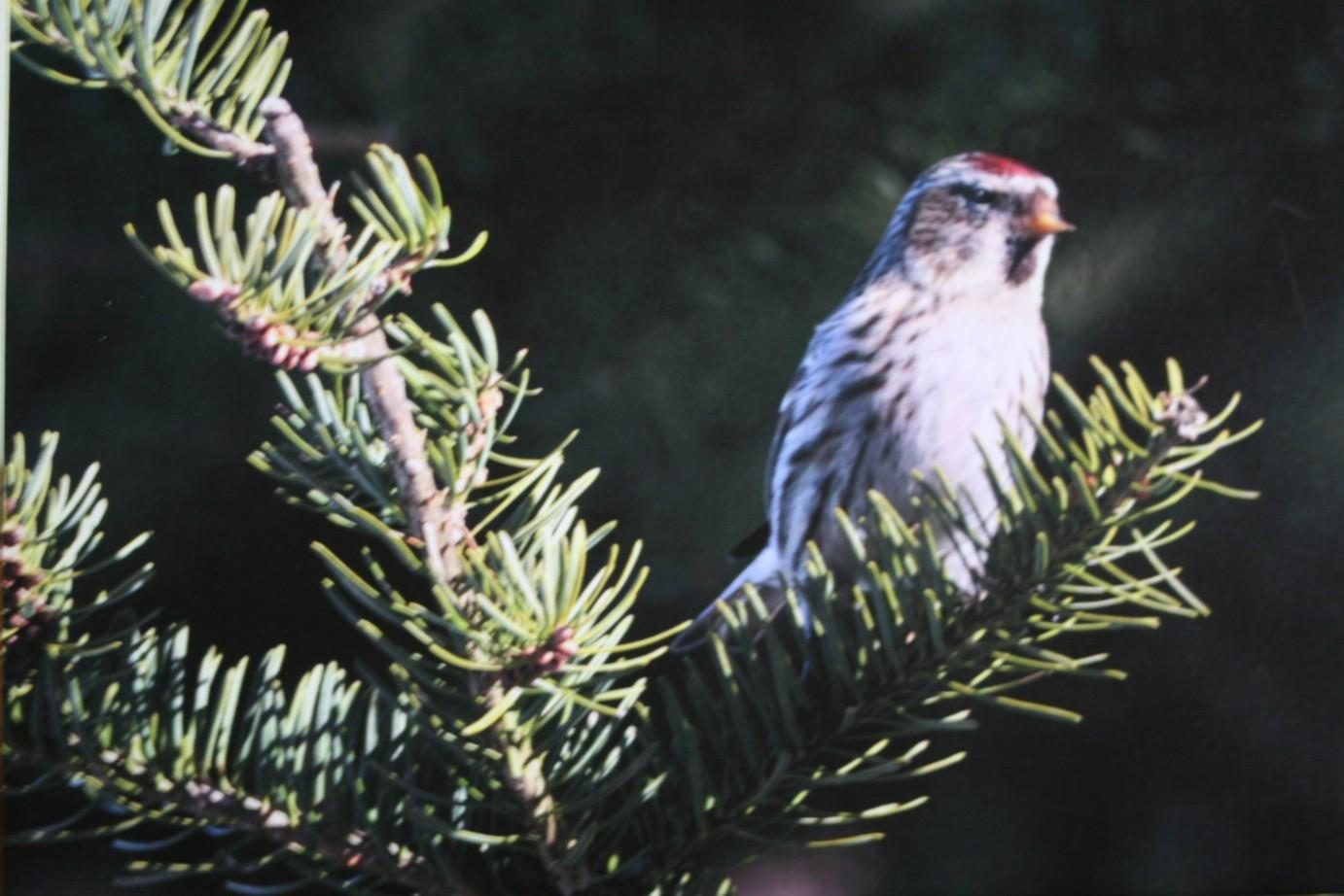 (8) Birds in Trees Photographs on Foamboard