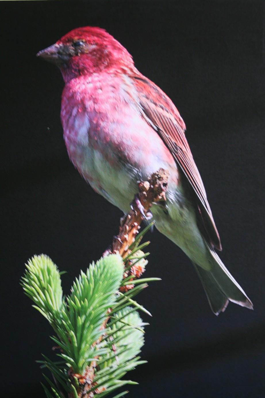 (8) Birds in Trees Photographs on Foamboard