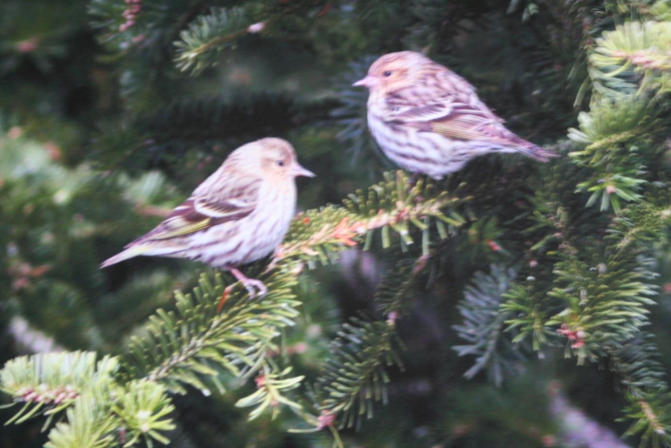 (8) Birds in Trees Photographs on Foamboard