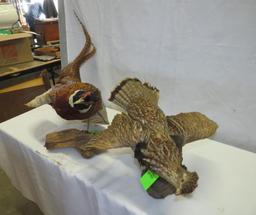 Pheasant & Grouse Taxidermy Pair