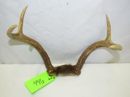 (2) Deer Antlers