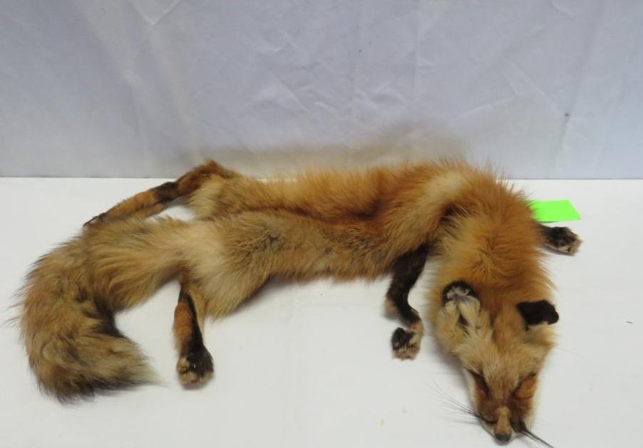 Red Fox Pelt